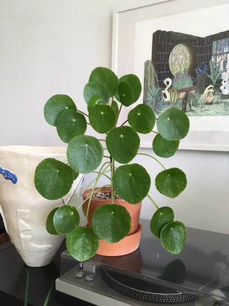 办公室好养的盆栽植物