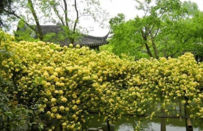 木香花可以盆栽吗 了解木香花的种植养护方法