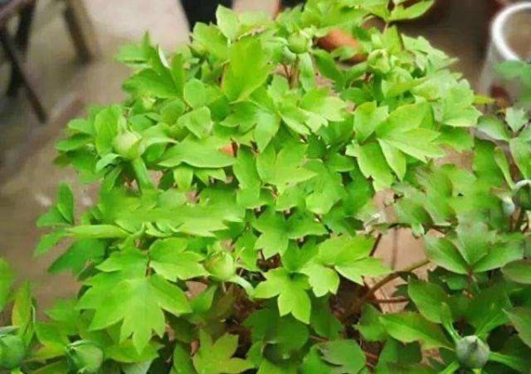 阳台牡丹花盆栽家养方法
