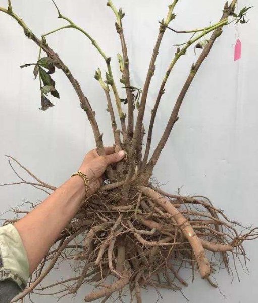 阳台牡丹花盆栽家养方法