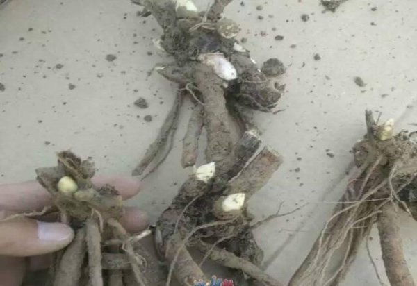 阳台牡丹花盆栽家养方法