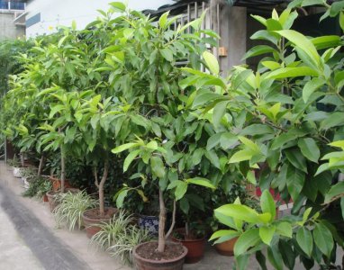 白兰花树怎么养护 盆栽白兰花的养殖方法和注意事项