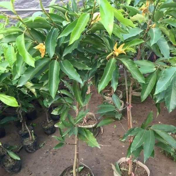 白兰花树怎么养护