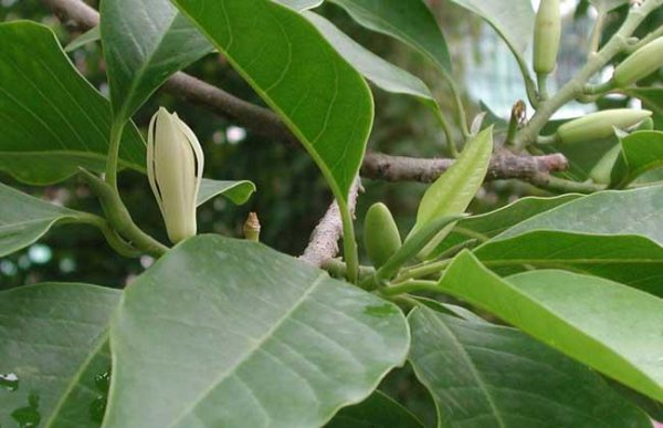白兰花树怎么养护