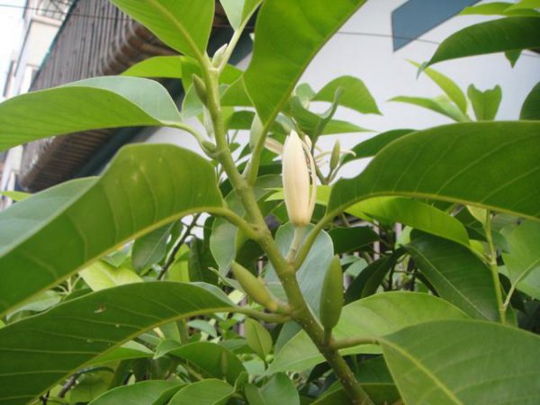 白兰花树怎么养护