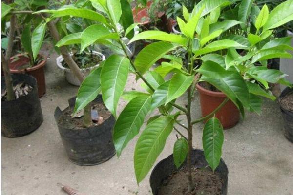 白兰花树怎么养护