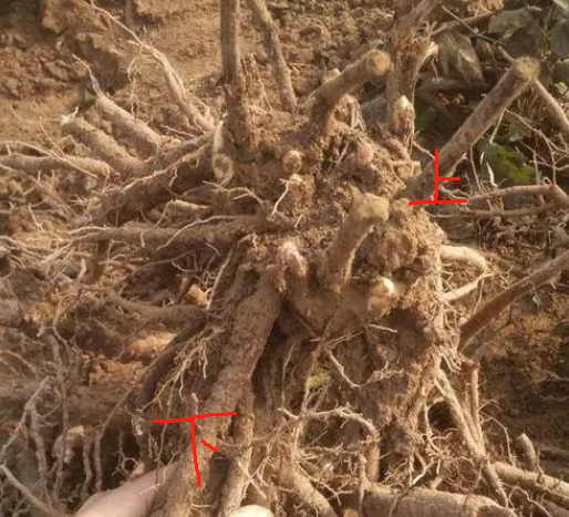芍药花种植时间和方法