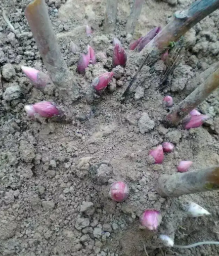 芍药花种植时间和方法
