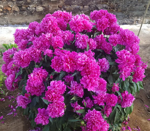 芍药花种植时间和方法