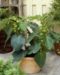 盆栽无花果种植方法和技术 分享无花果浇水的正确方法