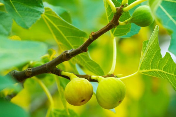 盆栽无花果种植方法和技术