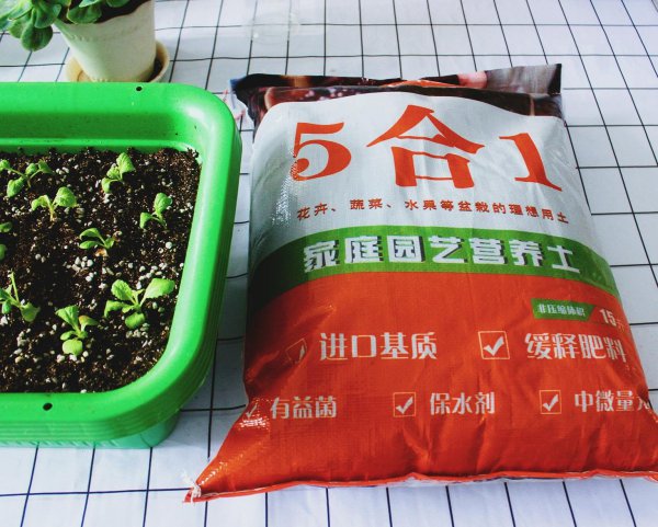 八宝景天盆栽怎么养