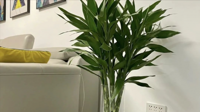 旺宅旺人旺财的植物有哪些 阳台化煞招财植物