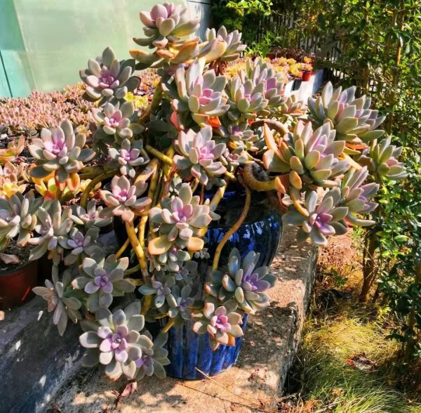 最容易出老桩的多肉植物