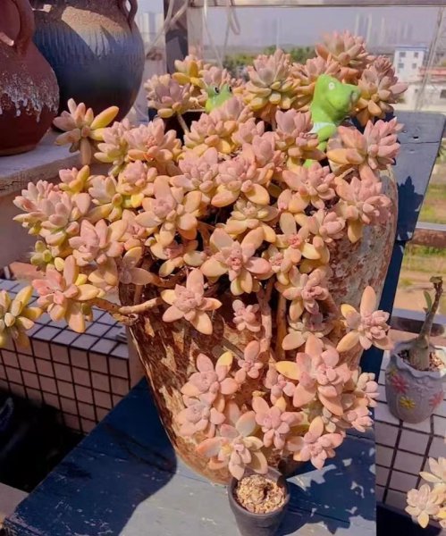 最容易出老桩的多肉植物