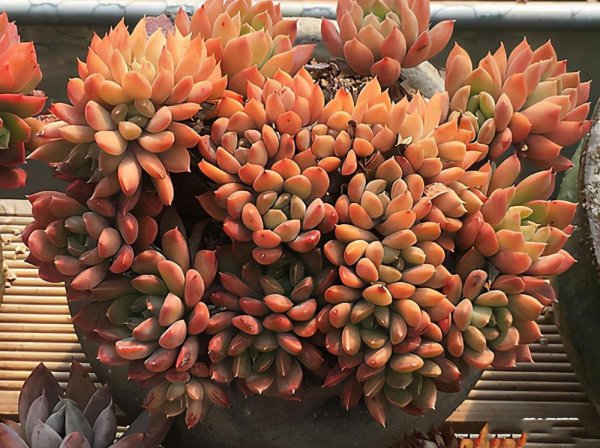 冬天多肉植物怎么养可以晒太阳吗