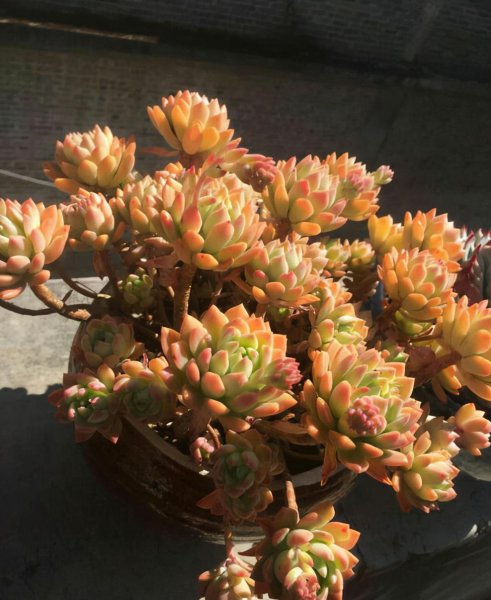 冬天多肉植物怎么养可以晒太阳吗