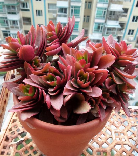 冬天多肉植物怎么养可以晒太阳吗
