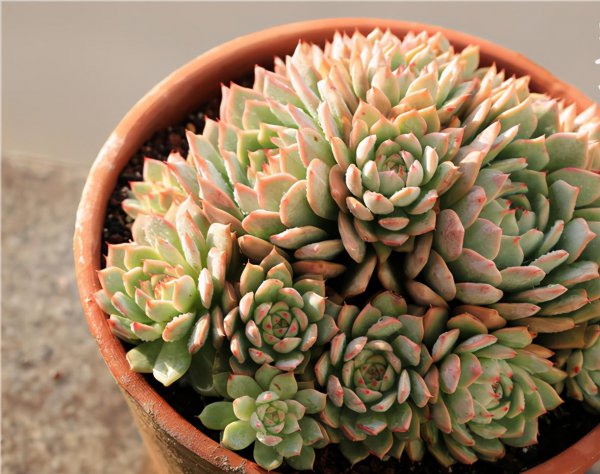 冬天多肉植物怎么养可以晒太阳吗
