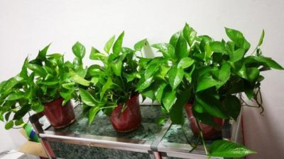 绿萝多久浇一次水合适 客厅耐阴绿植排名
