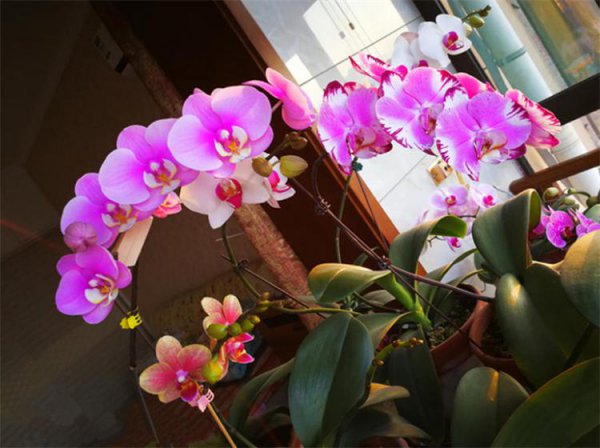 有哪些花是冬天开的花