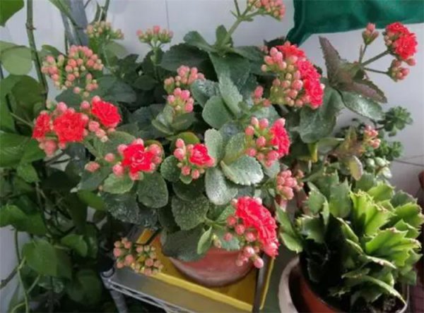 有哪些花是冬天开的花