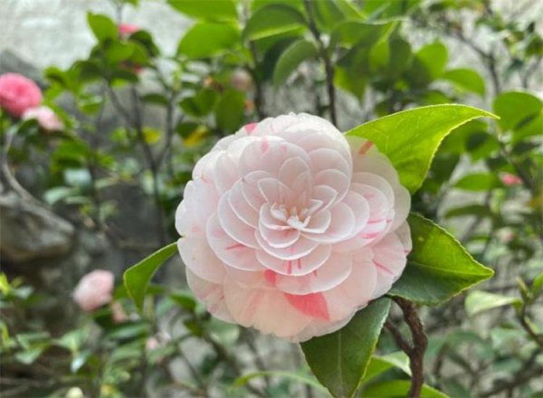 有哪些花是冬天开的花