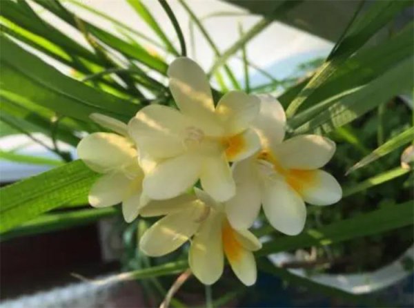 有哪些花是冬天开的花