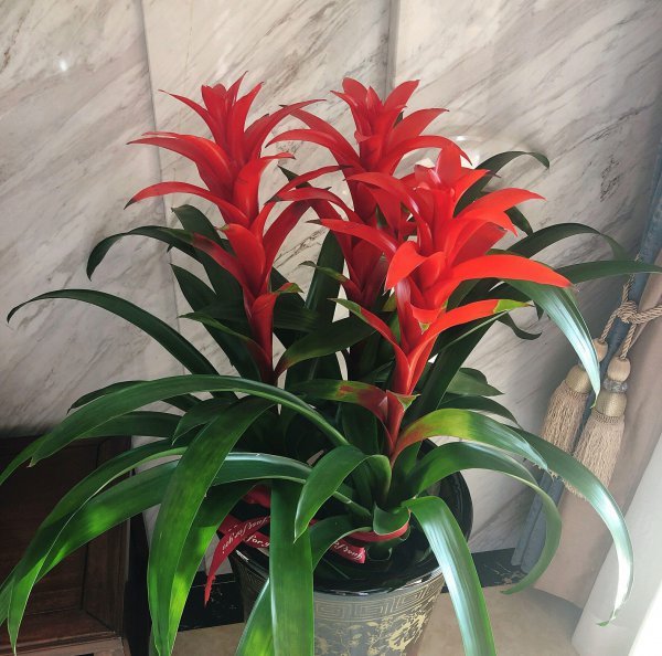 室内适合养什么花风水好