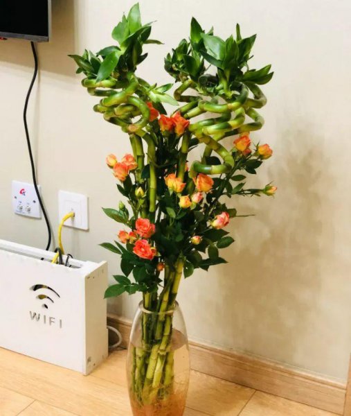室内适合养什么花风水好