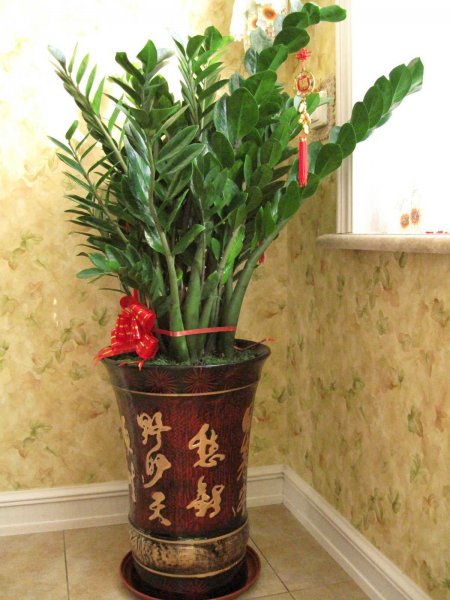 室内适合养什么花风水好