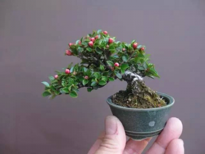 盆景造型技巧大全 做盆景造型的方法