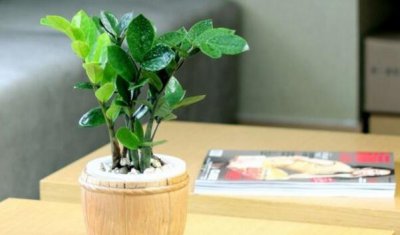 金钱树的风水作用禁忌是什么 关于金钱木适合放的地方