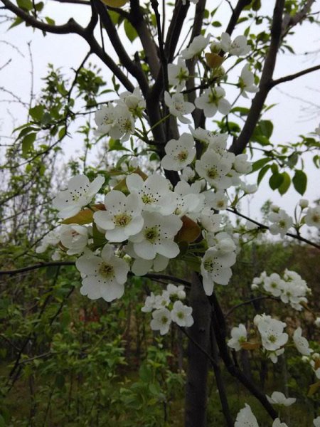 海棠花的品种名称有哪些