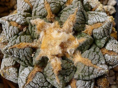 连山牡丹和龟甲牡丹的区别 了解连山牡丹最出名的品种