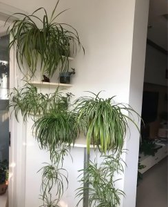 好养的小盆栽花品种 适合懒人养的花卉