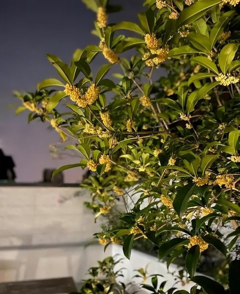 好养的小盆栽花品种