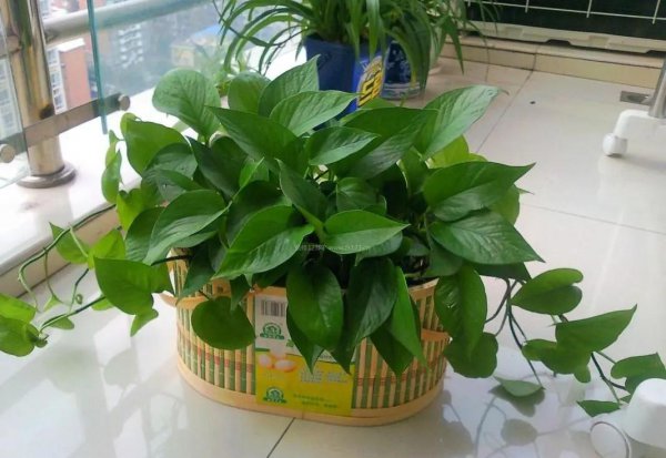 好养的小盆栽花品种