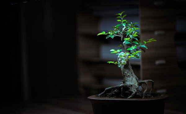 雀梅盆景怎么养护和管理