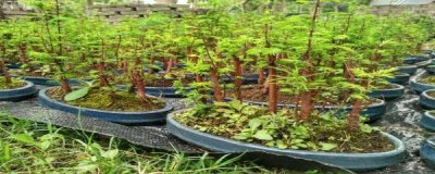 冬天水杉盆景耐寒吗 盆景杉树的种类