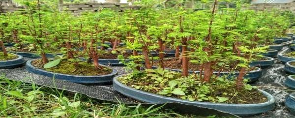 冬天水杉盆景耐寒吗