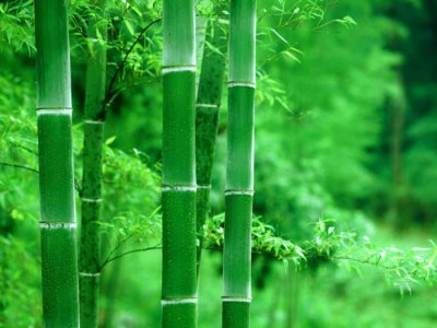 家宅屋前种什么树最旺风水 最好的镇宅树盆栽