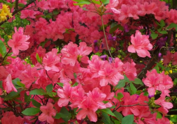 杜鹃花寓意和象征风水是什么