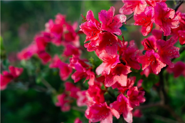 杜鹃花寓意和象征风水是什么