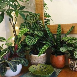 竹芋科植物有哪些品种 办公室好养的绿植