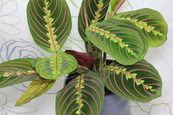 竹芋科植物有哪些品种