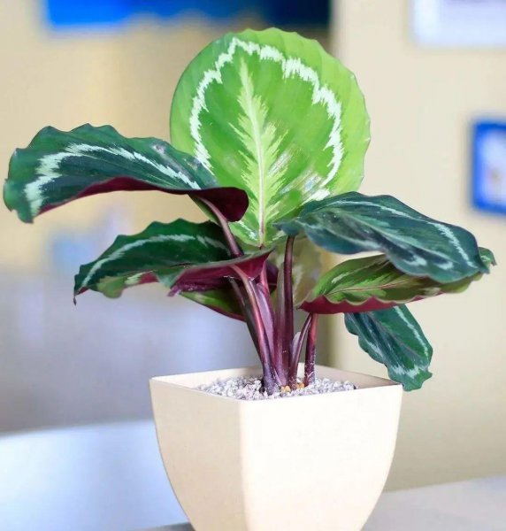 竹芋科植物有哪些品种