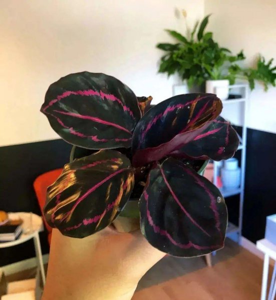 竹芋科植物有哪些品种