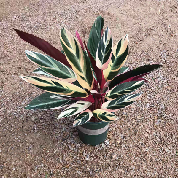 竹芋科植物有哪些品种