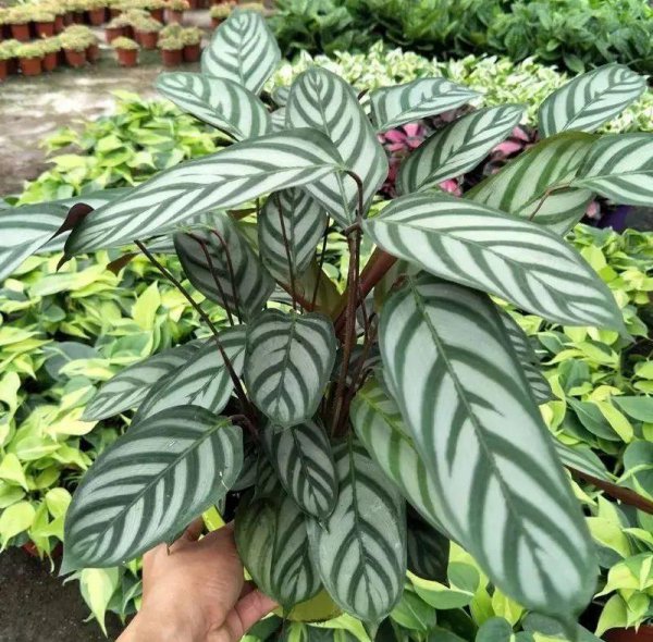 竹芋科植物有哪些品种